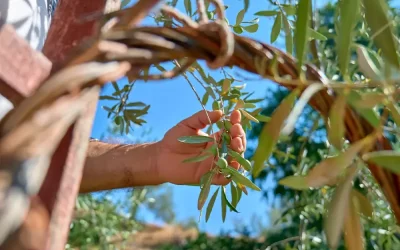 Hands-on Olive Harvesting : A Tasteful Experience in Bodrum