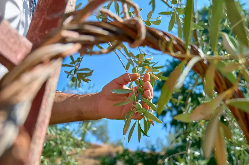 Hands-on Olive Harvesting